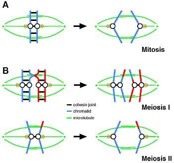 Separao dos cromossomos na mitose e na meiose, em imagem do IMP