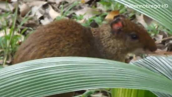 Clique na imagem para obter o v&iacute;deo