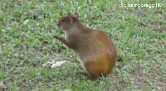 Clique na imagem para obter o v&iacute;deo