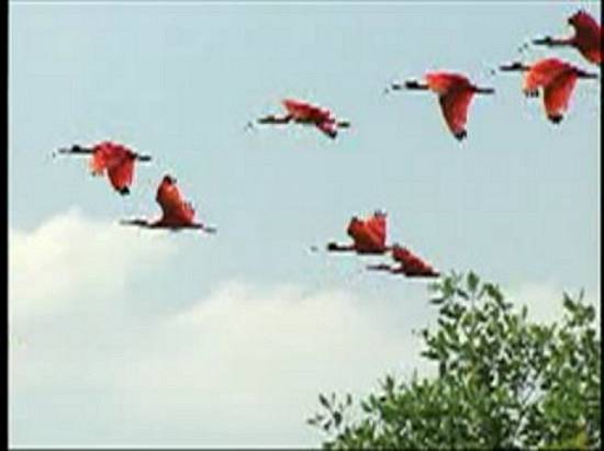 Clique na imagem para obter o v�deo