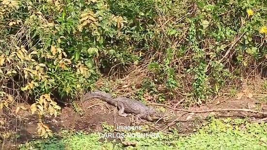 Clique na imagem para obter o v�deo correspondente, em formato MP4