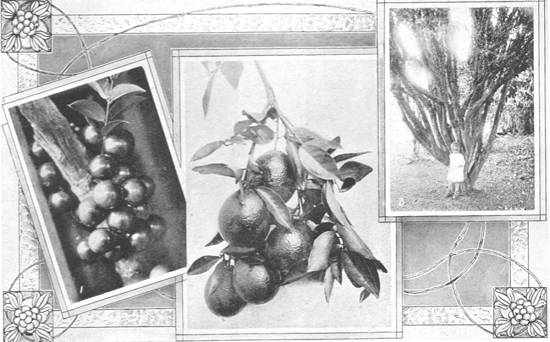 Clique na imagem para ampli�-la