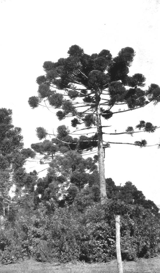 Clique na imagem para ampliá-la