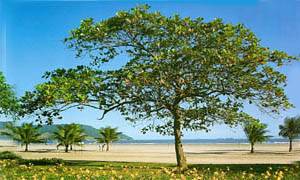 Jardins das praias santistas (Foto: Decom/PMS)