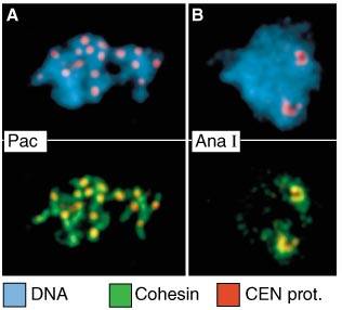 Processo de mitose: persist�ncia das sub-unidades da coesina at� a segunda met�fase, em fotos do IMP