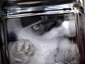 Imagens do site Bonsai Kitten