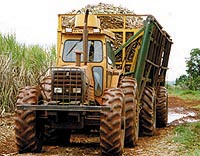 Retirada da cana em canavial paulista