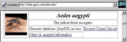 P�gina da Mosquito Genomics sobre o Aedes aegypti