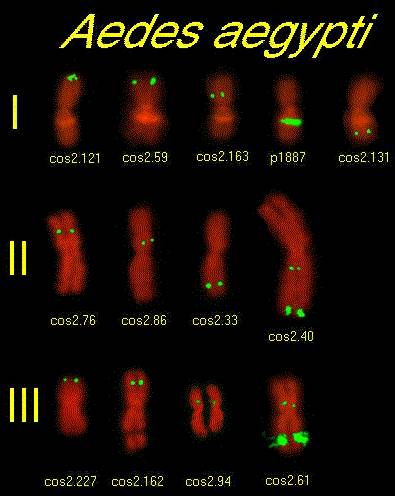 Mapeamento de cromossomos, no Projeto Mosquito Genomic