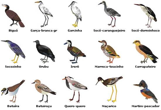 Novo Milenio Historias E Lendas De Guaruja Rios Rio Da Pouca Saude