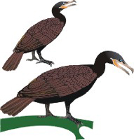 Clique na imagem para voltar ao quadro de aves