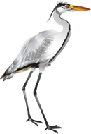 Clique na imagem para voltar ao quadro de aves