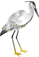 Clique na imagem para voltar ao quadro de aves