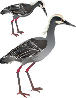 Clique na imagem para voltar ao quadro de aves