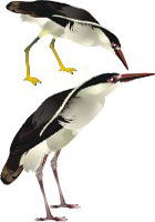 Clique na imagem para voltar ao quadro de aves