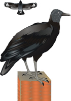 Clique na imagem para voltar ao quadro de aves