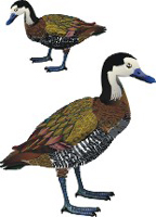 Clique na imagem para voltar ao quadro de aves