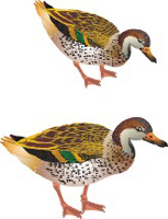 Clique na imagem para voltar ao quadro de aves