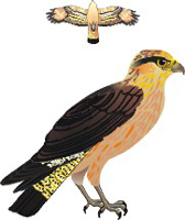 Clique na imagem para voltar ao quadro de aves