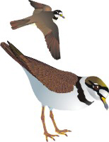 Clique na imagem para voltar ao quadro de aves