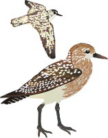 Clique na imagem para voltar ao quadro de aves