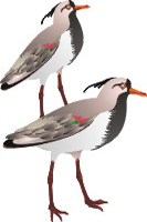 Clique na imagem para voltar ao quadro de aves