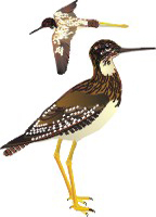 Clique na imagem para voltar ao quadro de aves