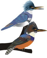 Clique na imagem para voltar ao quadro de aves