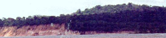 Nas margens devastadas pelas �guas, a divis�o entre a mata de v�rzea e a de terra firme � bem vis�vel