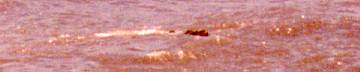 �guas barrentas do Amazonas arrastam gravetos, animais e at� peda�os da margem