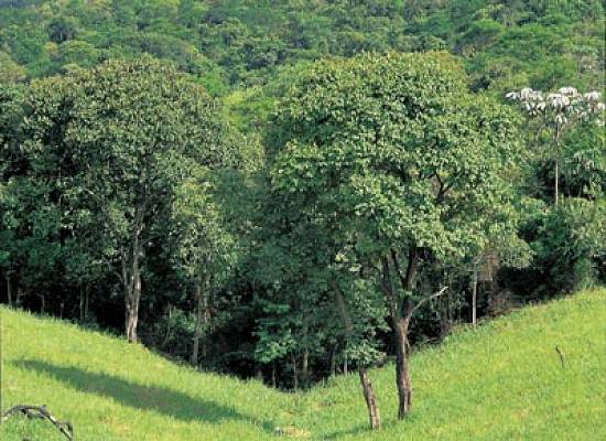 G�nesis: empreendimento ecologicamente respons�vel (Foto: Dudu Tresca)